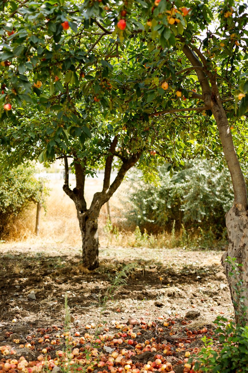 Eve was tempted by ONE tree…